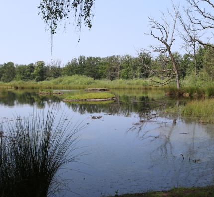 Den Treek, Watervogelplas